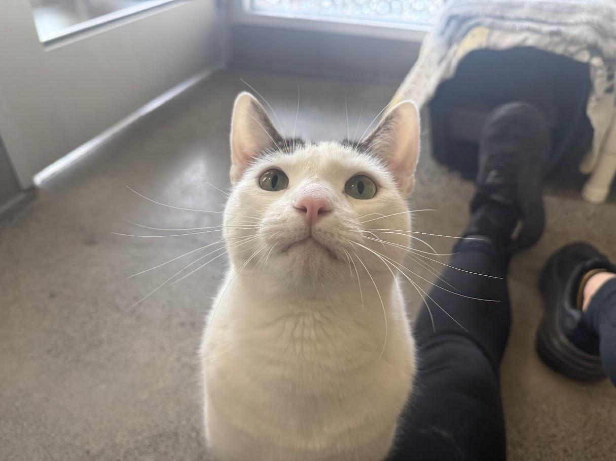 Enlarge Prince, a Adoptable Domestic Short Hair in Berkeley, CA image 2/4