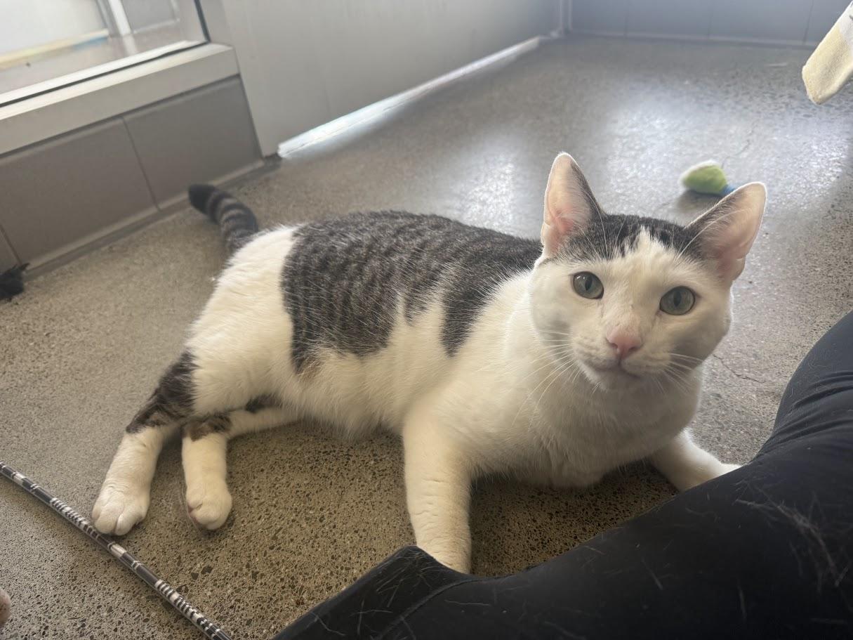 Enlarge Prince, a Adoptable Domestic Short Hair in Berkeley, CA image 1/4