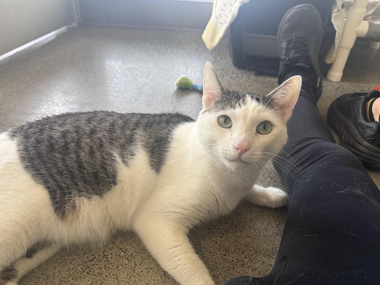 Enlarge Prince, a Adoptable Domestic Short Hair in Berkeley, CA image 4/4