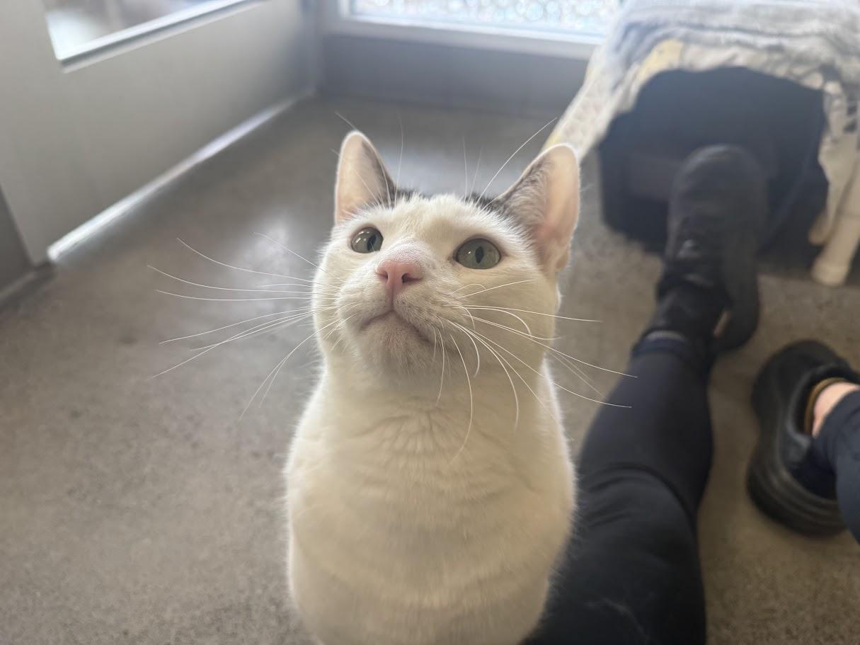 Enlarge Prince, a Adoptable Domestic Short Hair in Berkeley, CA image 3/4