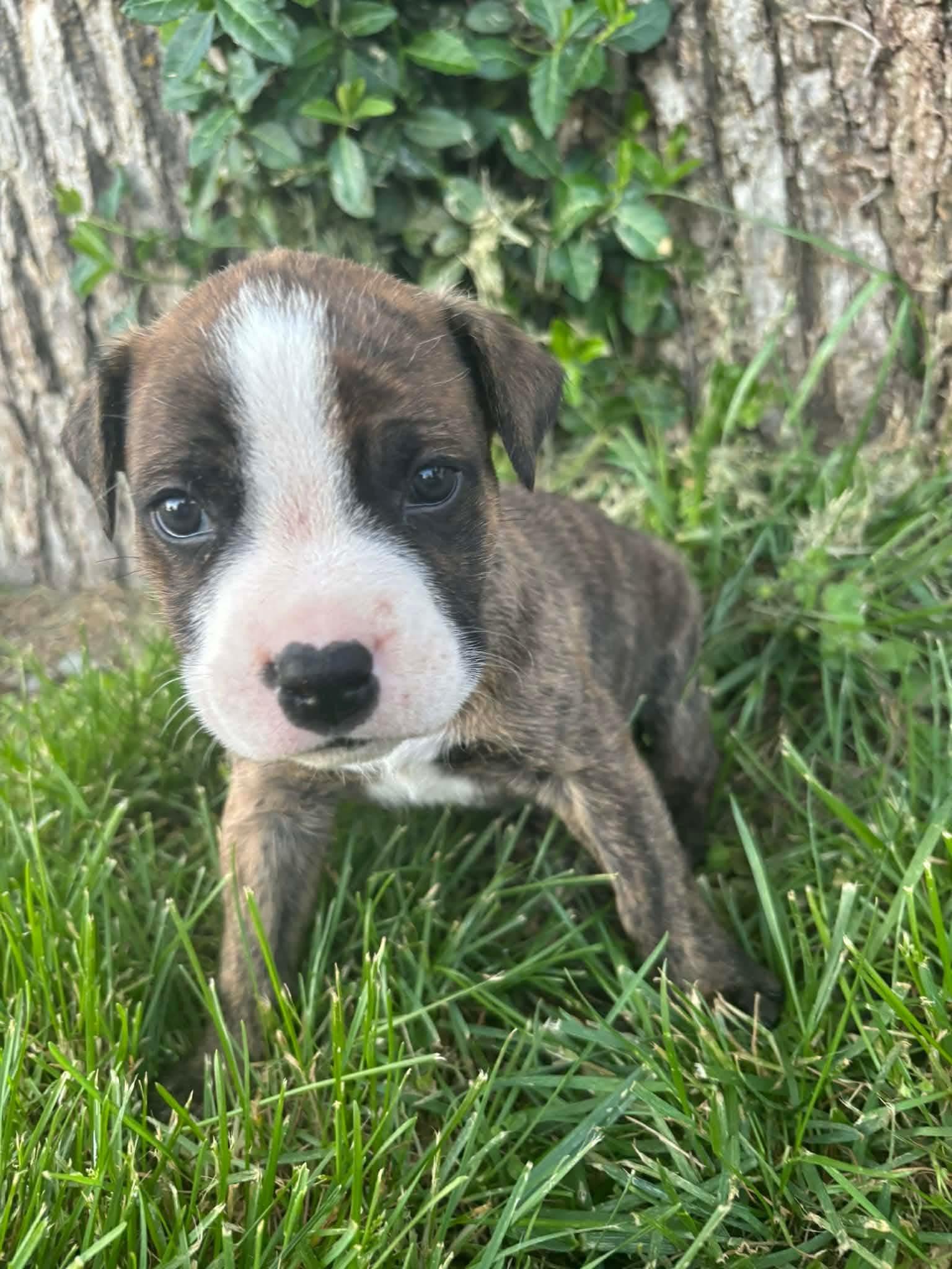 Enlarge Azriel, an adopted mixed breed in Harrodsburg, KY image 5/5