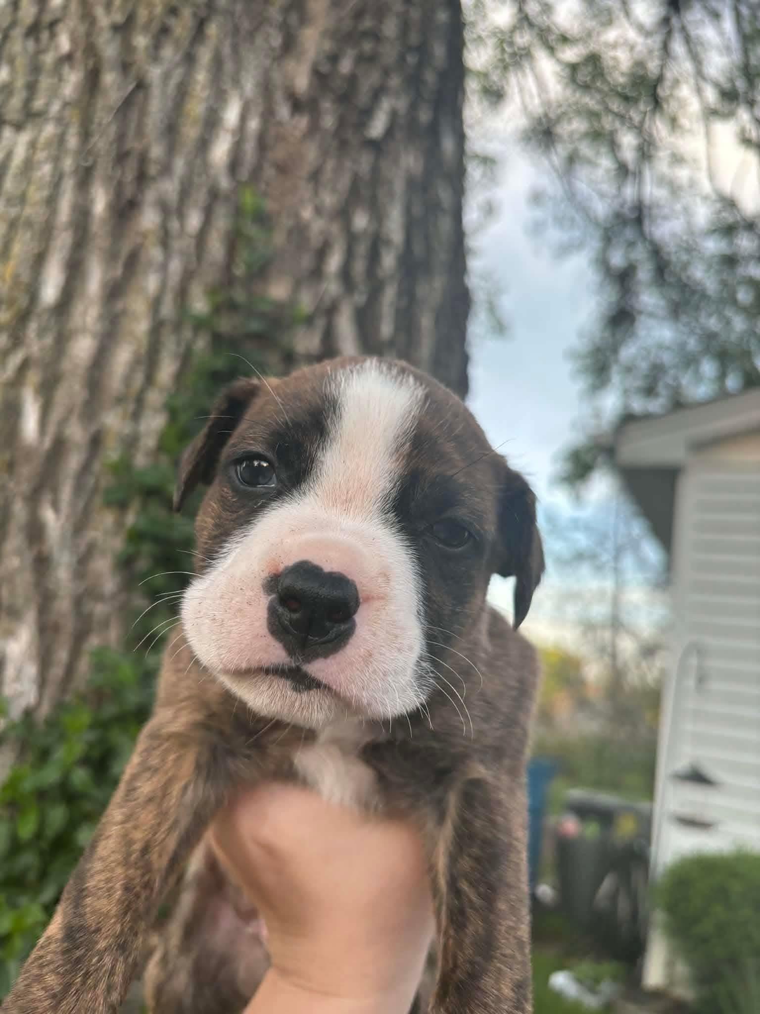 Enlarge Azriel, an adopted mixed breed in Harrodsburg, KY image 4/5