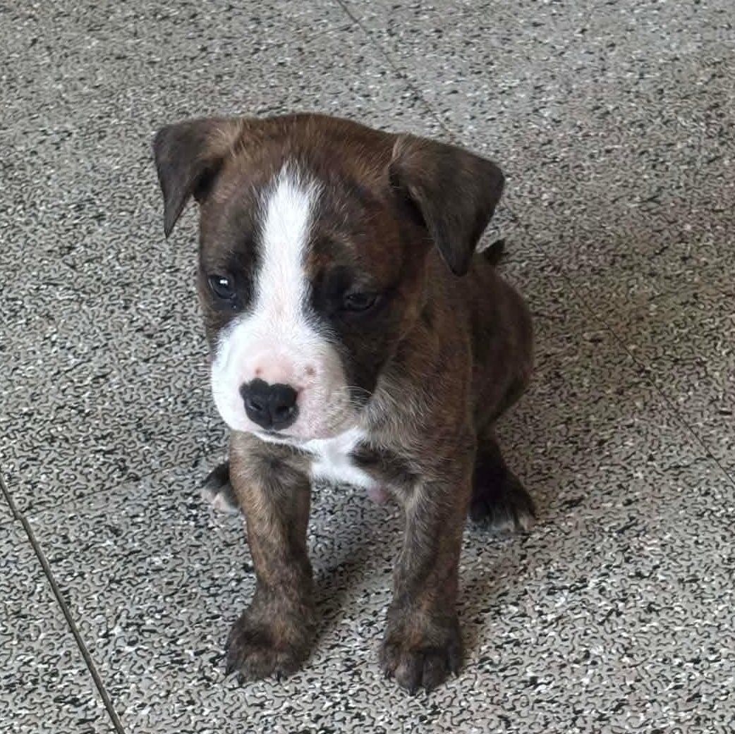 Enlarge Azriel, an adopted mixed breed in Harrodsburg, KY image 2/5