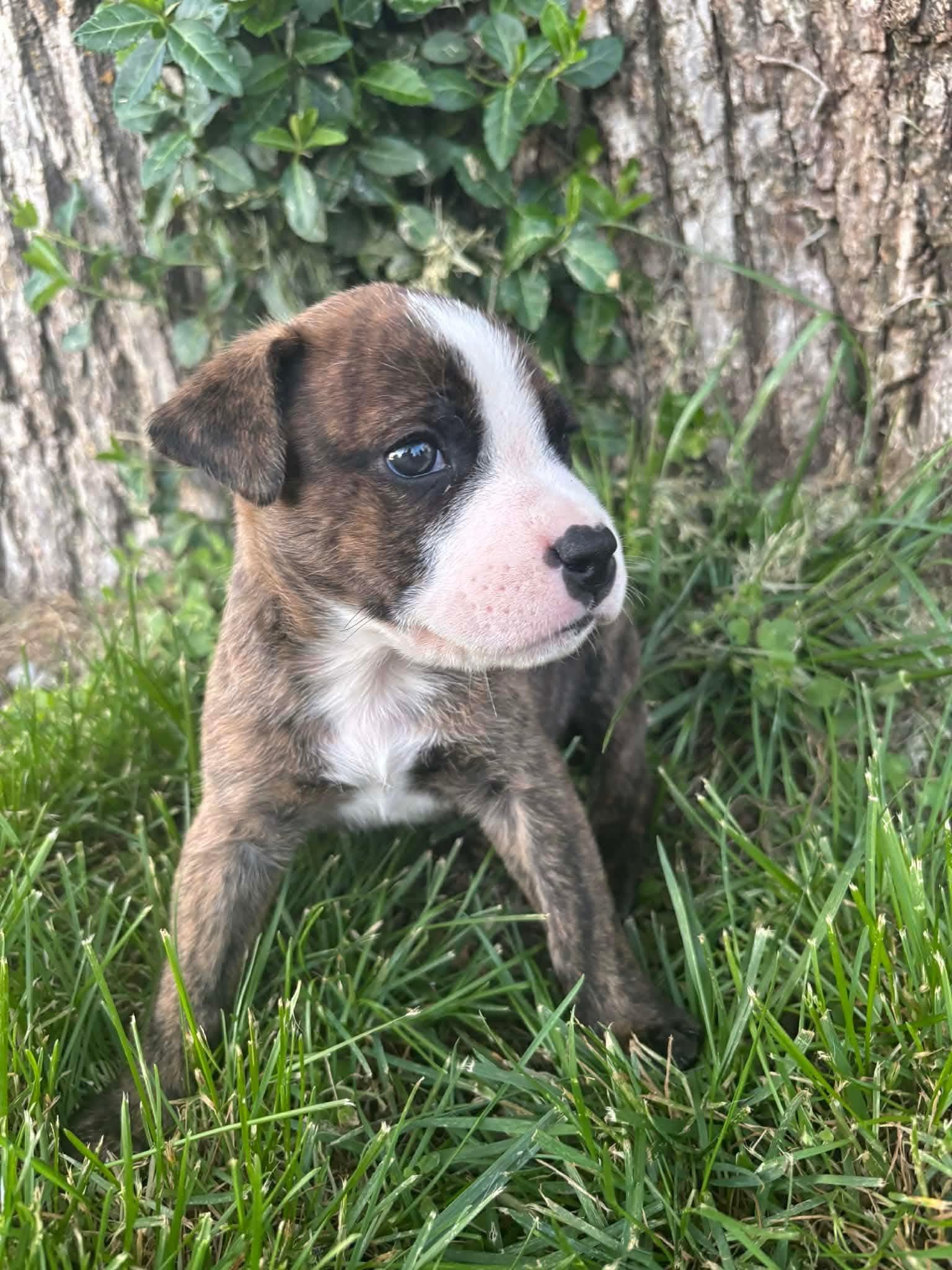 Enlarge Azriel, an adopted mixed breed in Harrodsburg, KY image 1/5