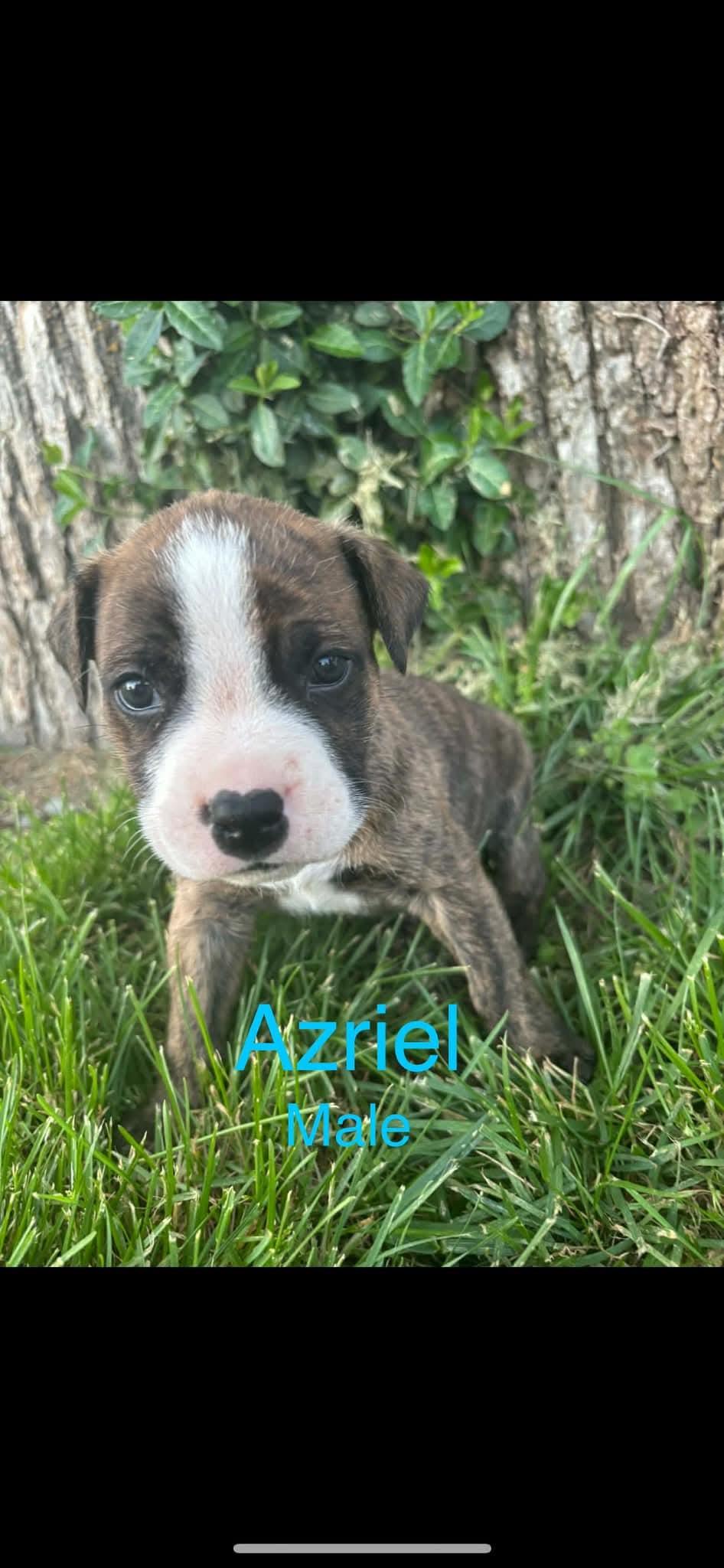 Enlarge Azriel, an adopted mixed breed in Harrodsburg, KY image 3/5