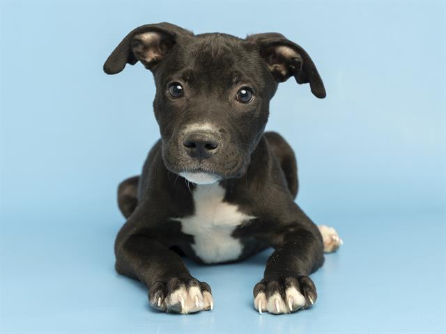 COLTON, Adoptable, Puppy Male Pit Bull Terrier.