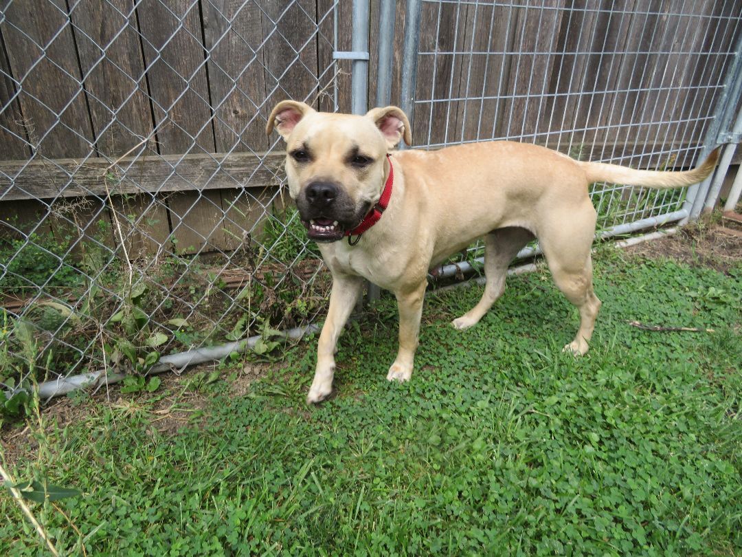 Junebug, a Adoptable mixed breed in Des Plaines, IL image 2/4