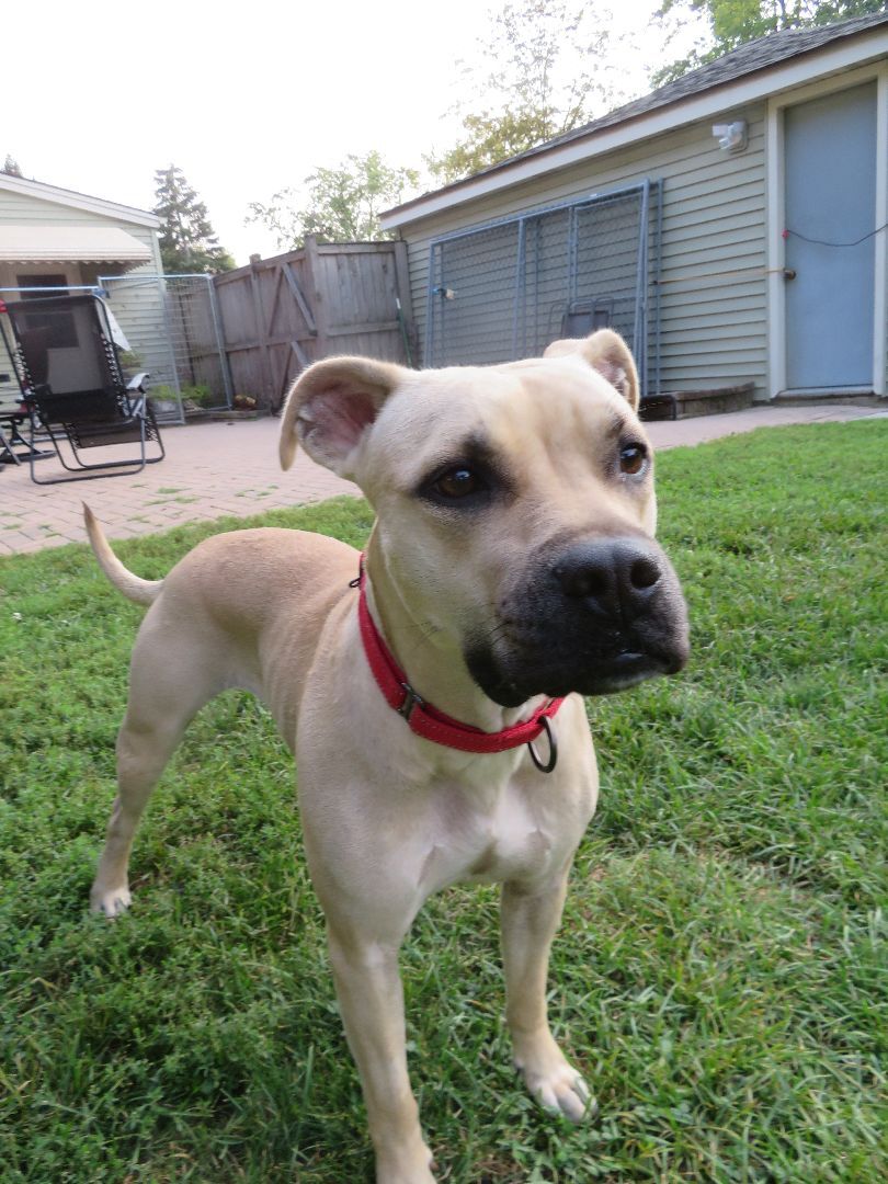 Junebug, a Adoptable mixed breed in Des Plaines, IL image 3/4