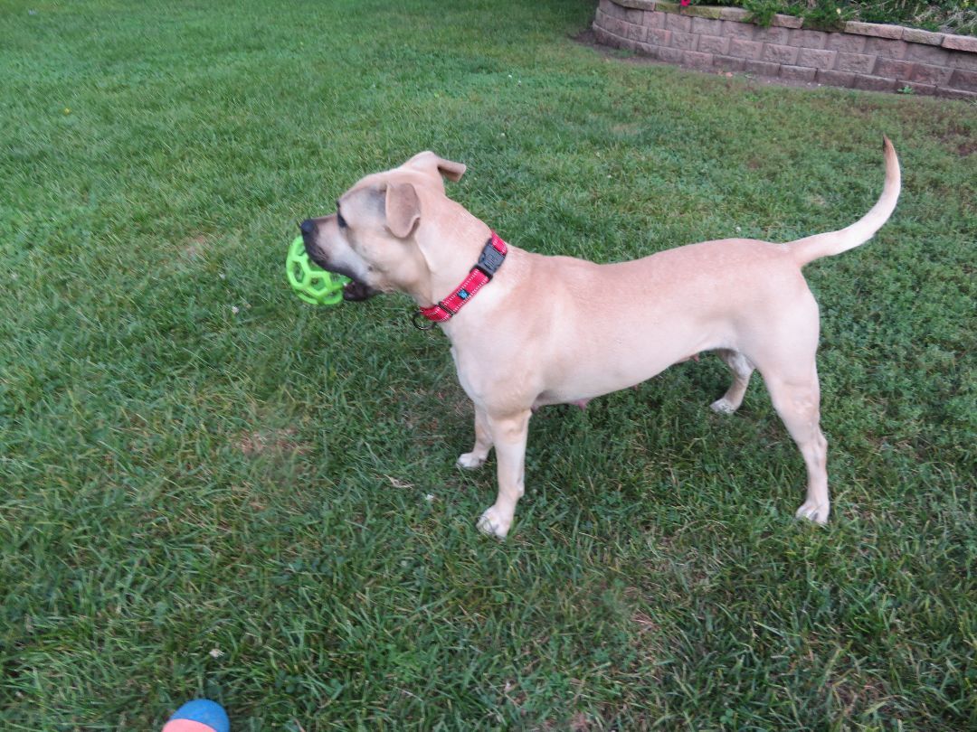 Junebug, a Adoptable mixed breed in Des Plaines, IL image 4/4