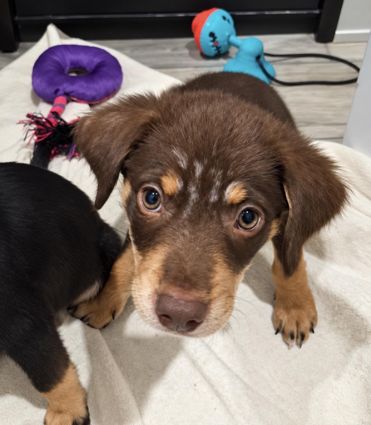 Enlarge Donnie, a Adopted mixed breed in Ooltewah, TN image 6/6