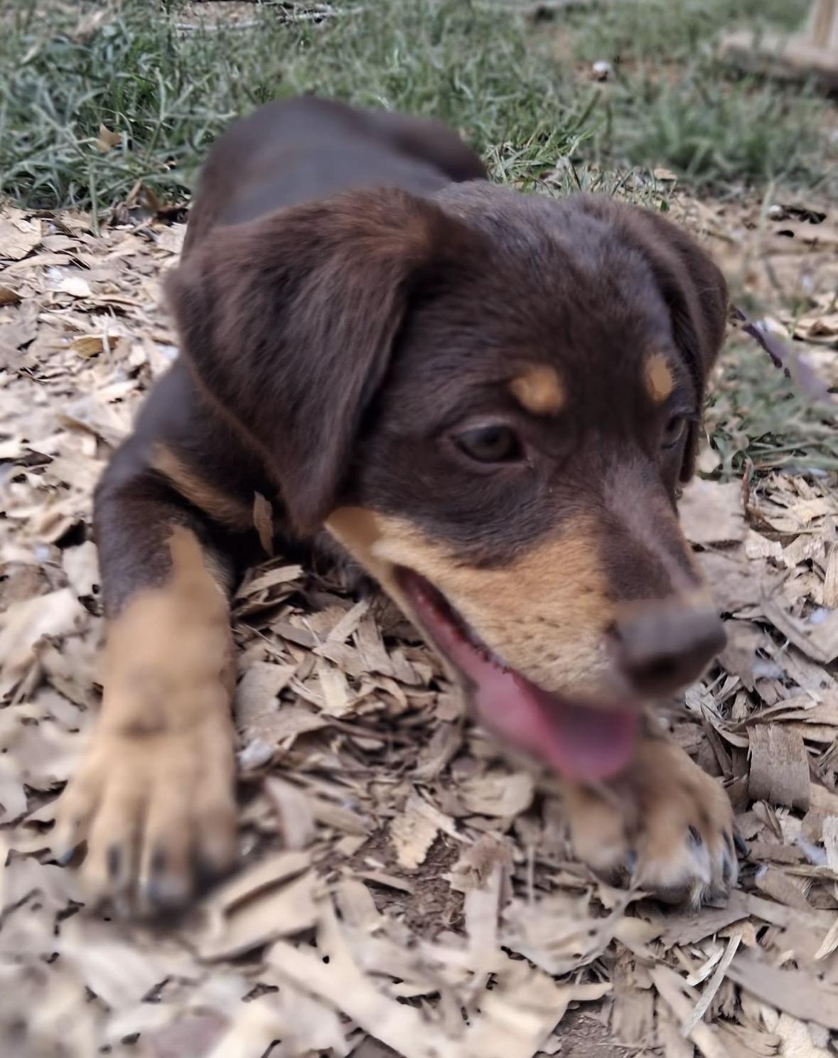 Enlarge Donnie, a Adopted mixed breed in Ooltewah, TN image 2/6