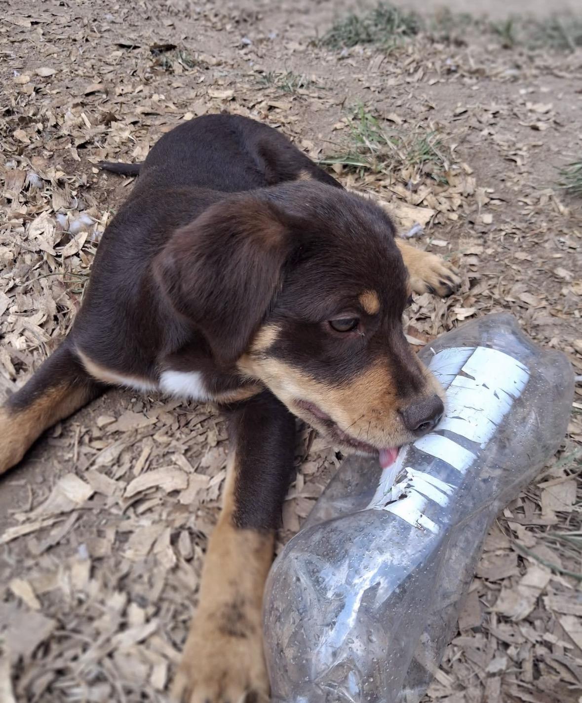Enlarge Donnie, a Adopted mixed breed in Ooltewah, TN image 3/6