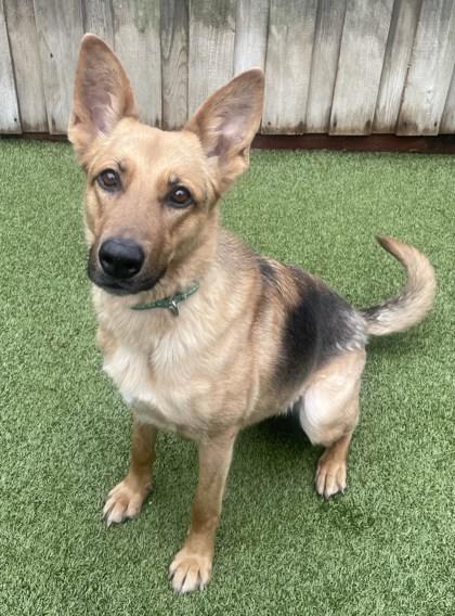 Binx, Adoptable, Adult Female German Shepherd Dog & Mixed Breed.