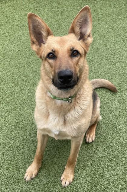 Enlarge Binx, a Adoptable mixed breed in Eugene, OR image 2/3