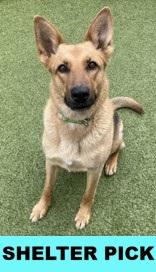 Enlarge Binx, a Adoptable mixed breed in Eugene, OR image 2/3