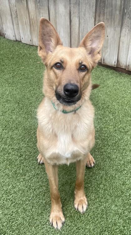 Enlarge Binx, a Adoptable mixed breed in Eugene, OR image 3/3