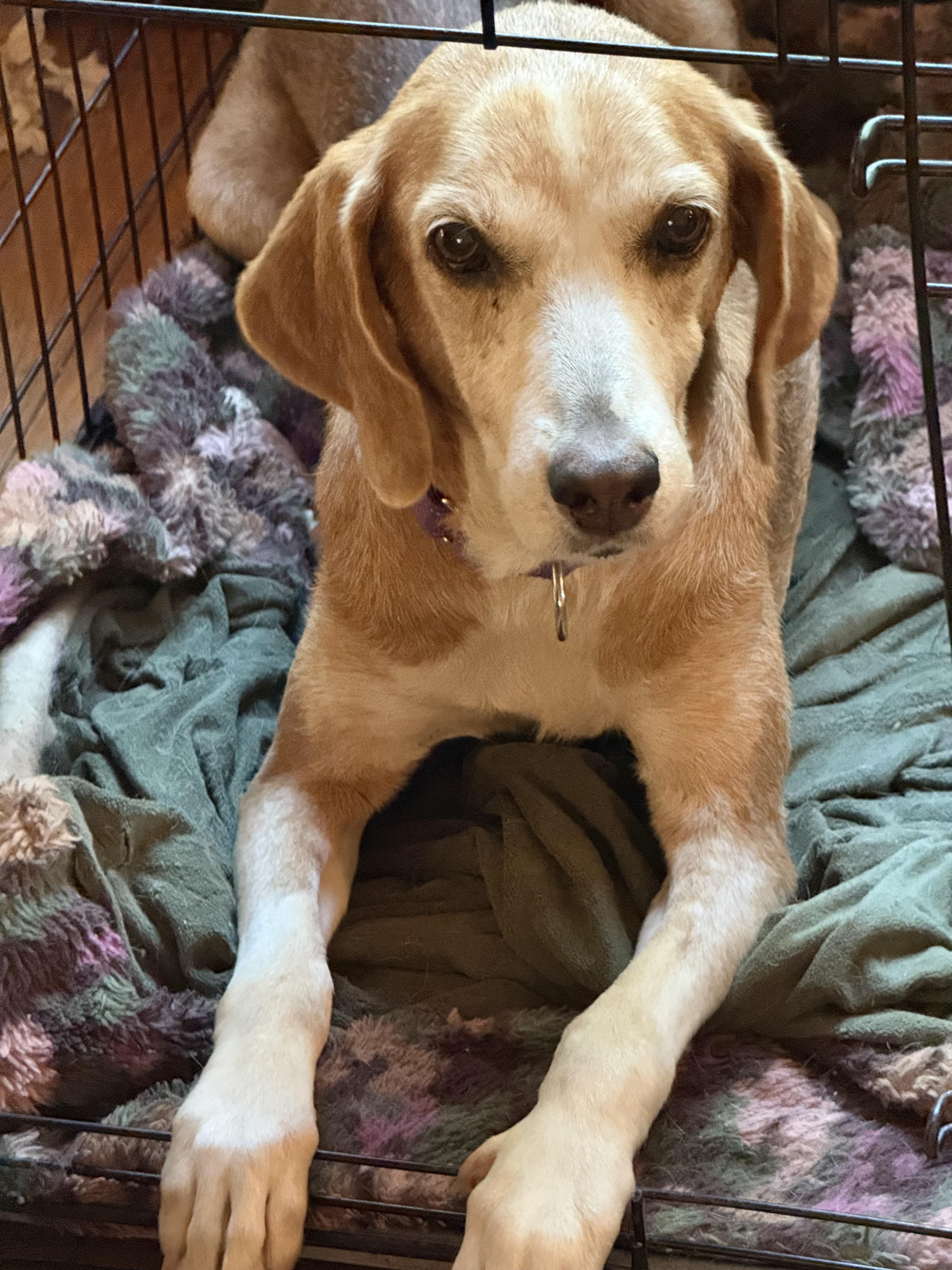 Enlarge Ellie Adorable Adult Girl Who has the Sweetest FACE and Great Eyelashes, a Adoptable mixed breed in Danbury, CT image 2/2