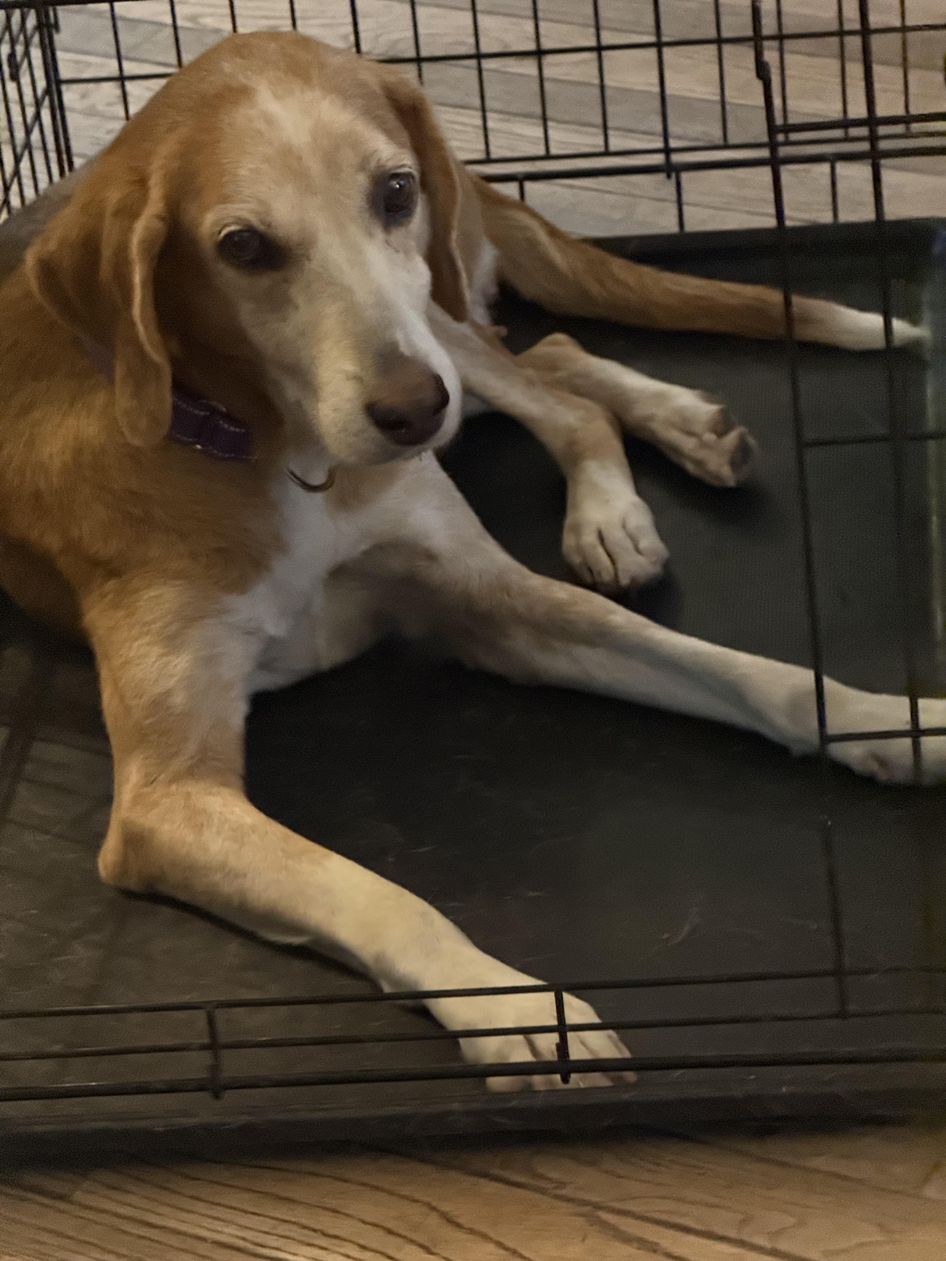 Ellie Adorable Adult Girl Who has the Sweetest FACE and Great Eyelashes, Adoptable, Adult Female American Foxhound.