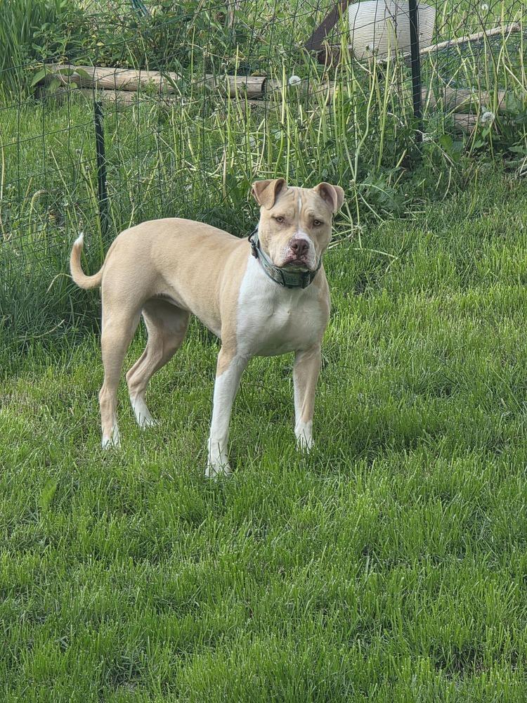 Halo, Adoptable, Young Female Pit Bull Terrier.