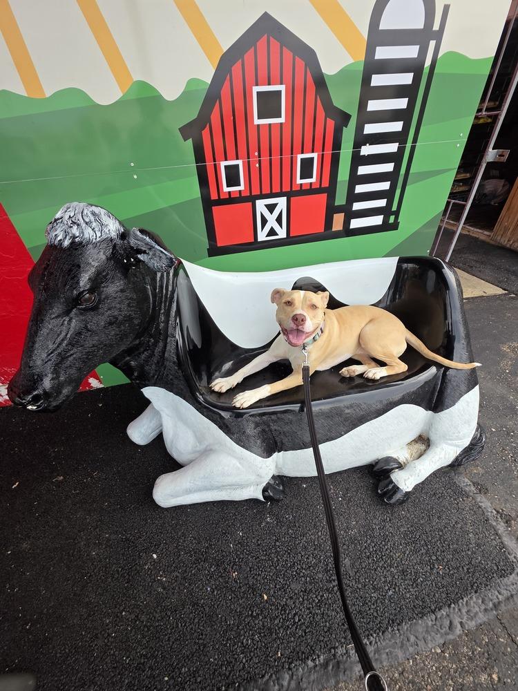 Halo, a Adoptable Pit Bull Terrier in New Albany, OH image 3/4