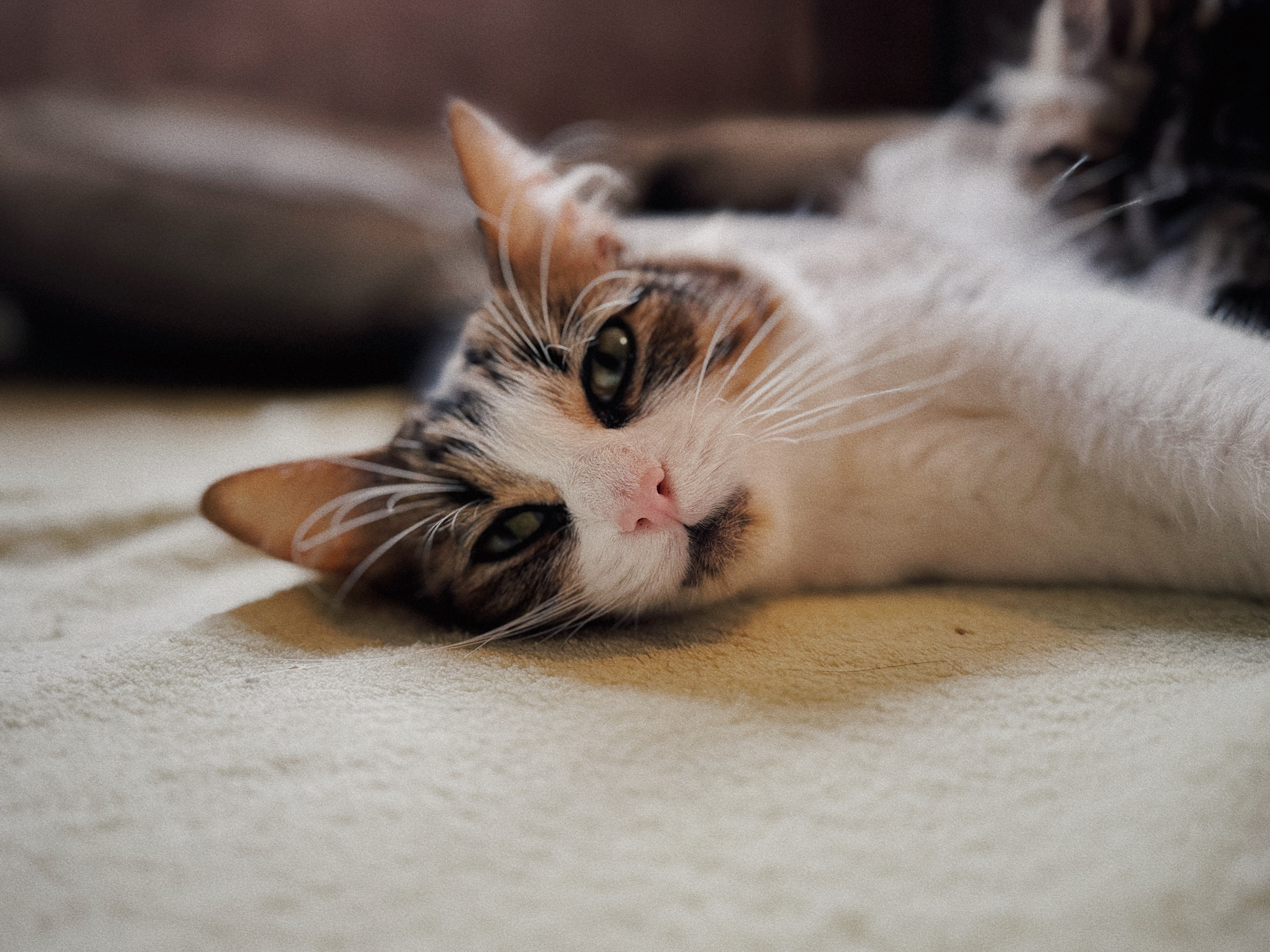 Enlarge Bonnie, a Adoptable Domestic Medium Hair in Roberts Creek, BC image 3/4