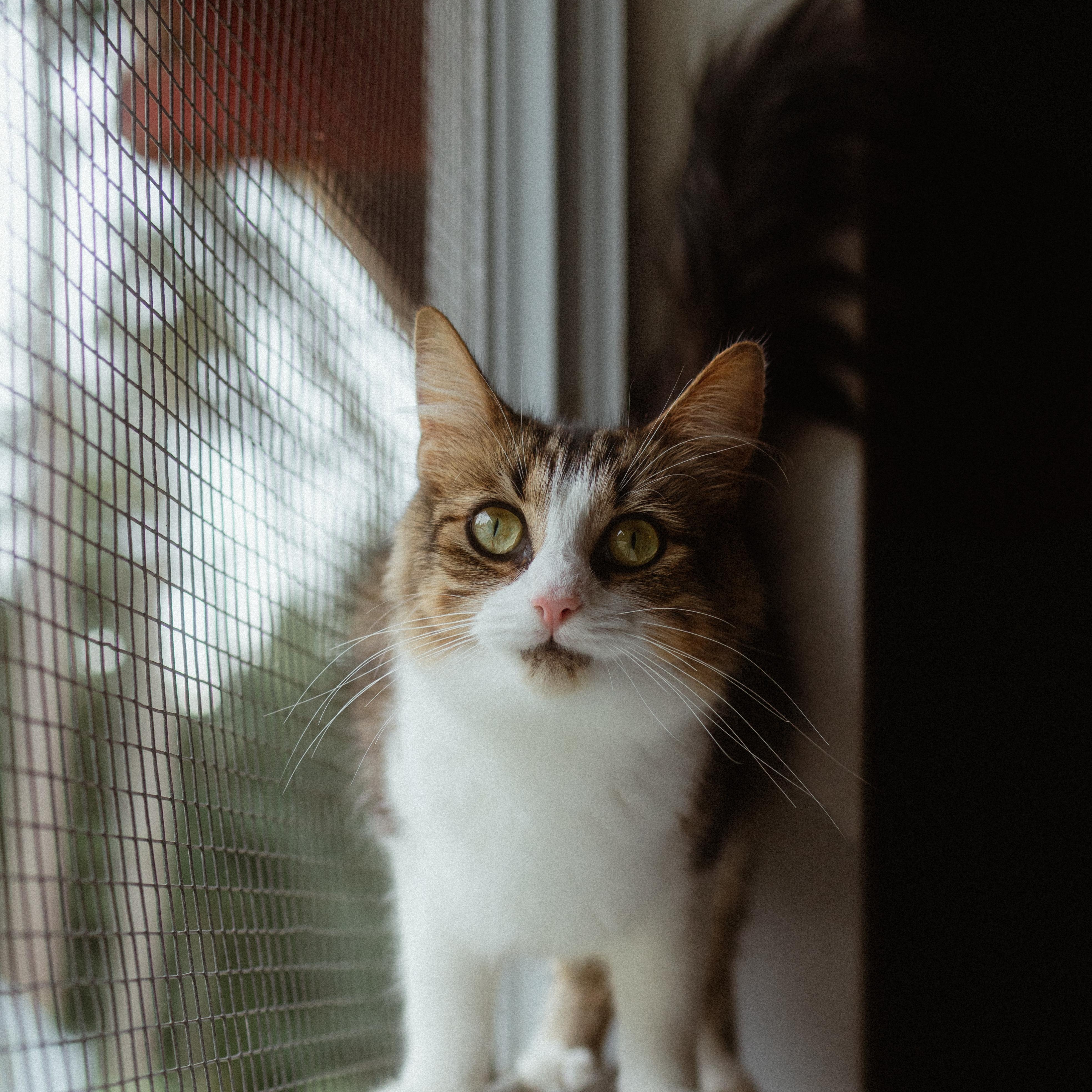 Bonnie, Young Female Domestic Medium Hair
