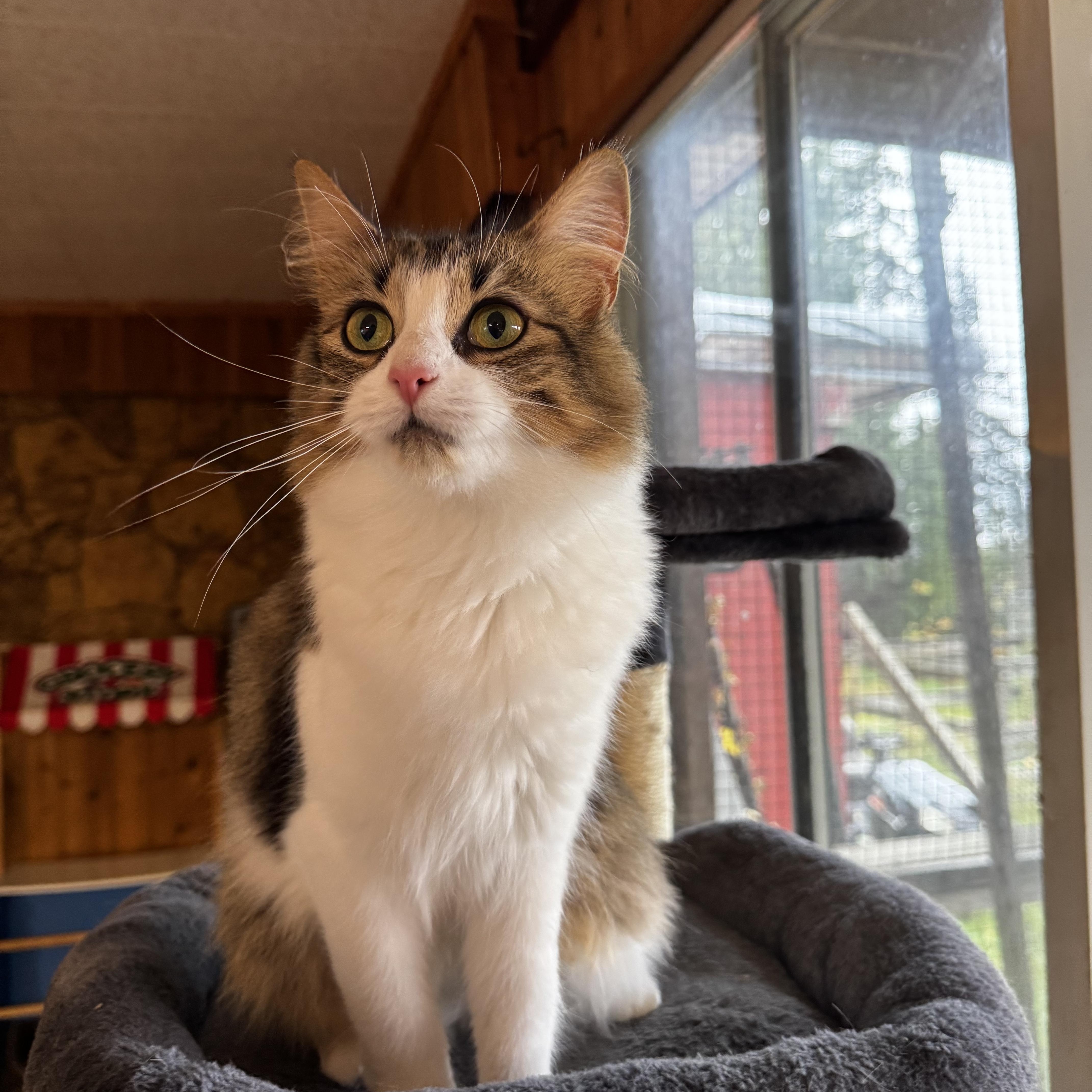 Enlarge Bonnie, a Adoptable Domestic Medium Hair in Roberts Creek, BC image 2/4