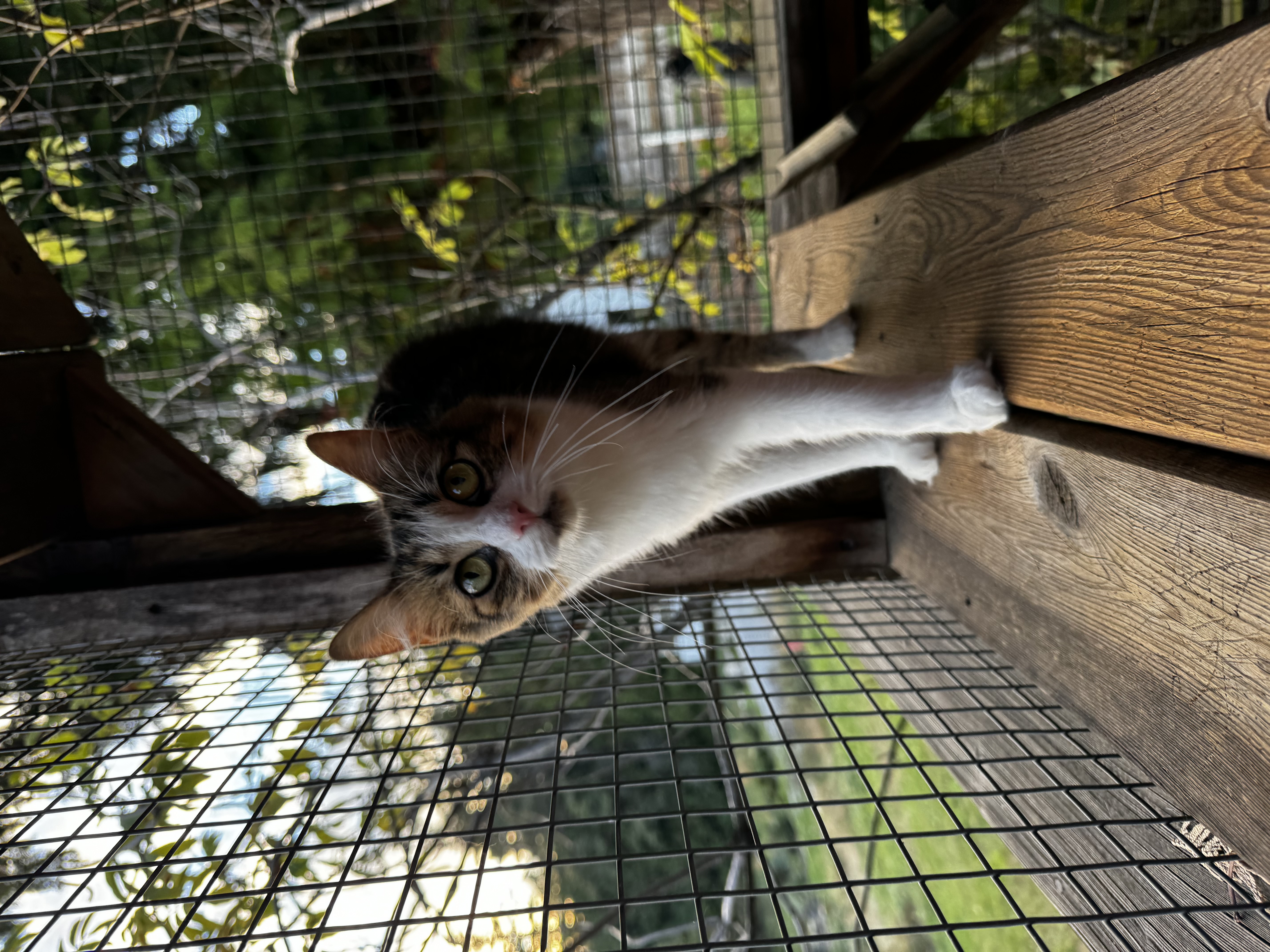Enlarge Bonnie, a Adoptable Domestic Medium Hair in Roberts Creek, BC image 4/4