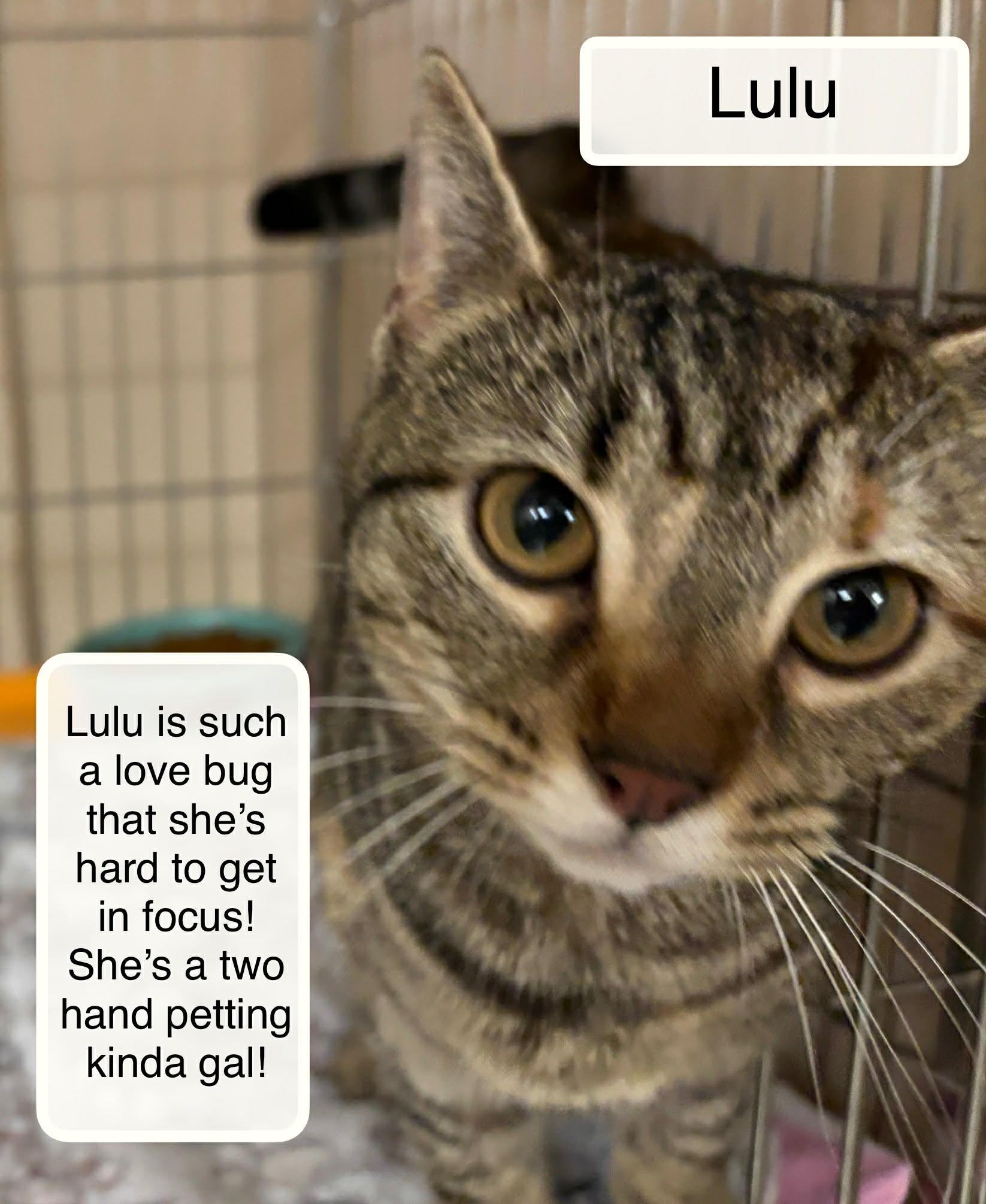 Enlarge LuLu, an adopted Domestic Short Hair in Ellicott City, MD image 1/3