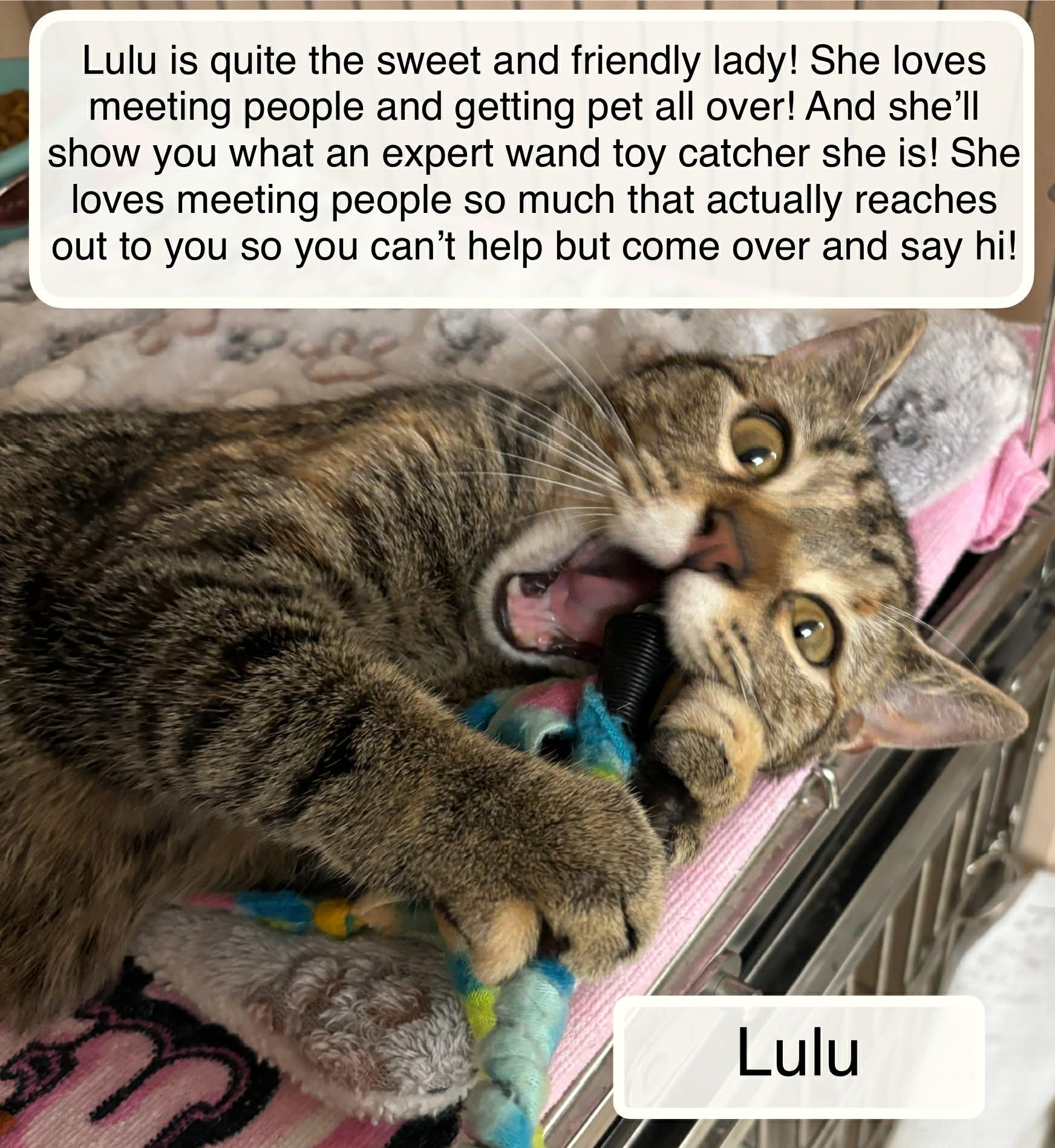 Enlarge LuLu, an adopted Domestic Short Hair in Ellicott City, MD image 3/3