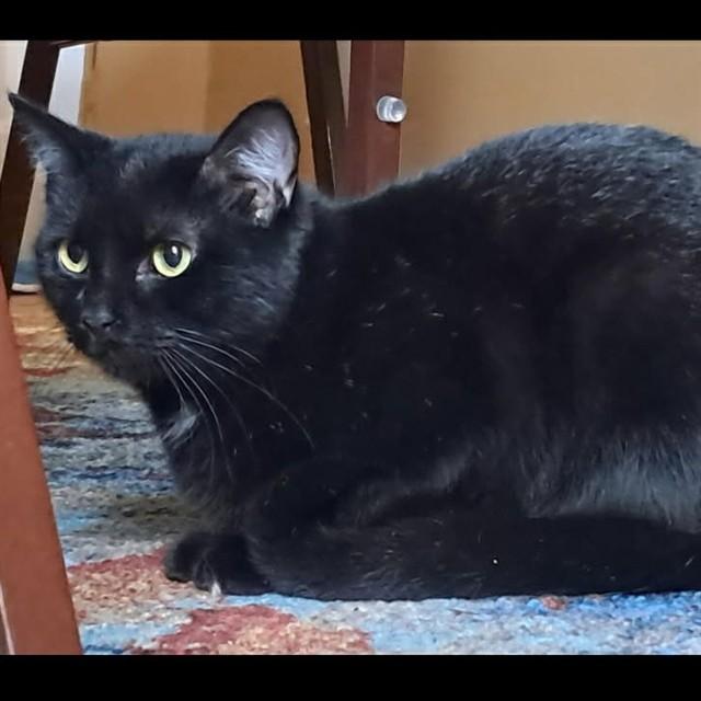 ECLIPSE, Adoptable, Young Female Domestic Short Hair.