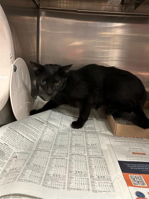 Enlarge ECLIPSE, a Adoptable Domestic Short Hair in Olivette, MO image 1/1