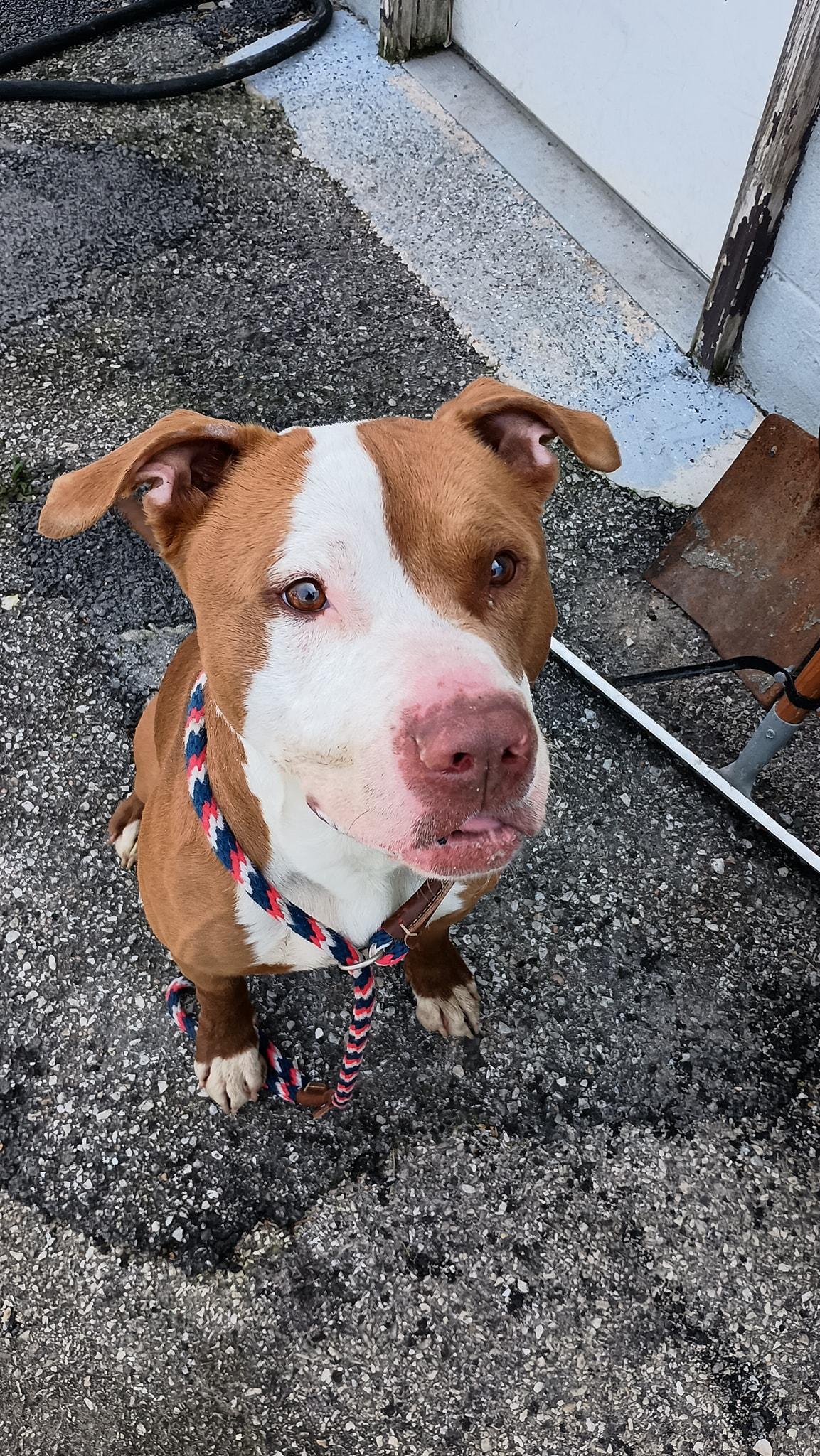 Bug, Adoptable, Adult Male American Staffordshire Terrier.