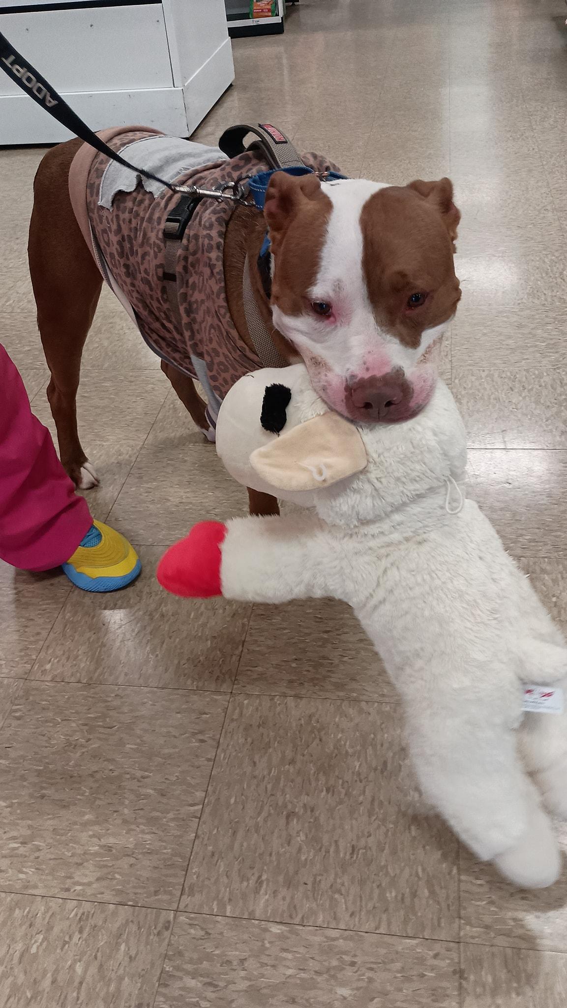 Bug, Adoptable, Adult Male American Staffordshire Terrier.
