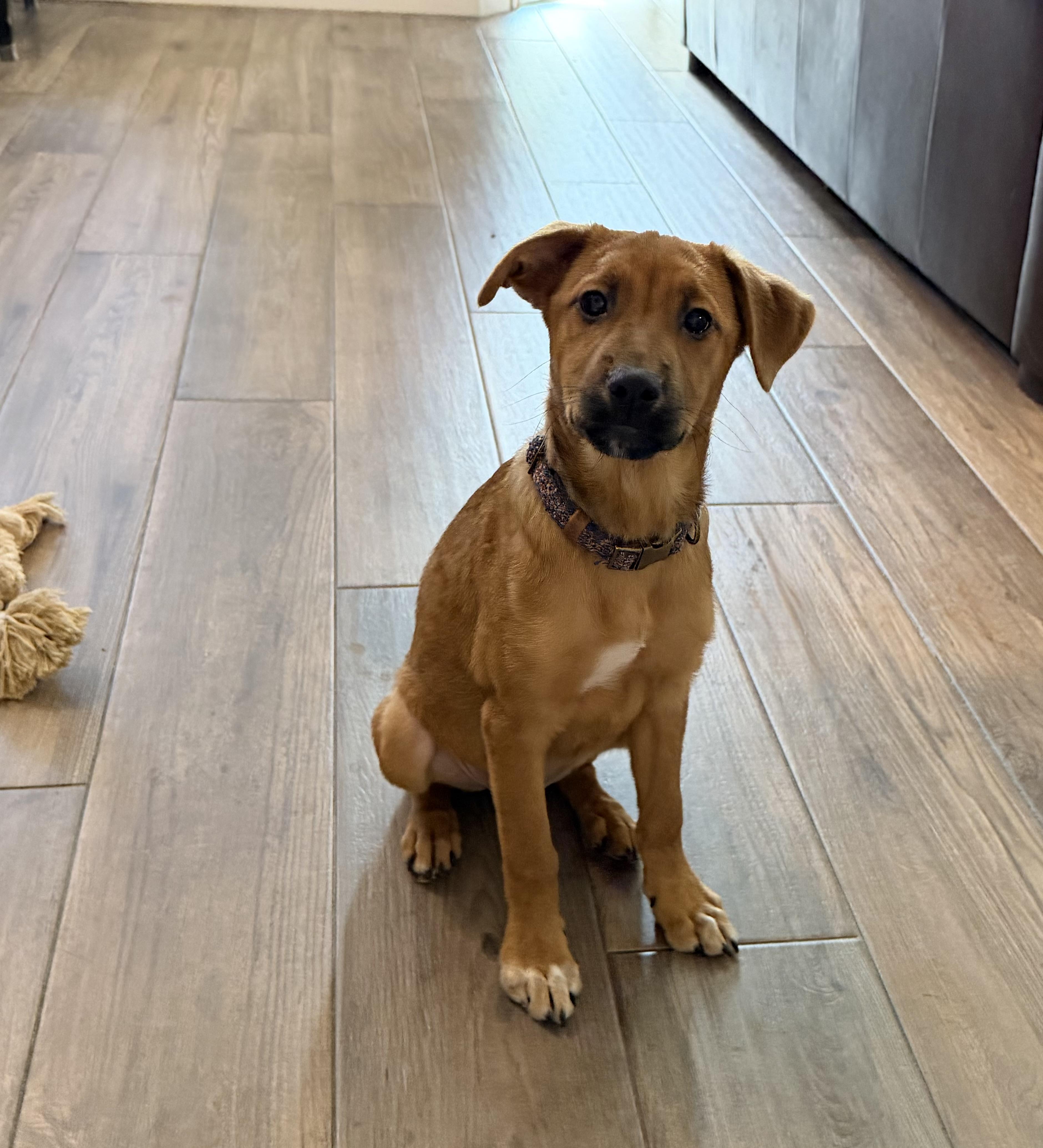Enlarge Delta, a ADOPTABLE mixed breed in Palm springs, FL image 2/2
