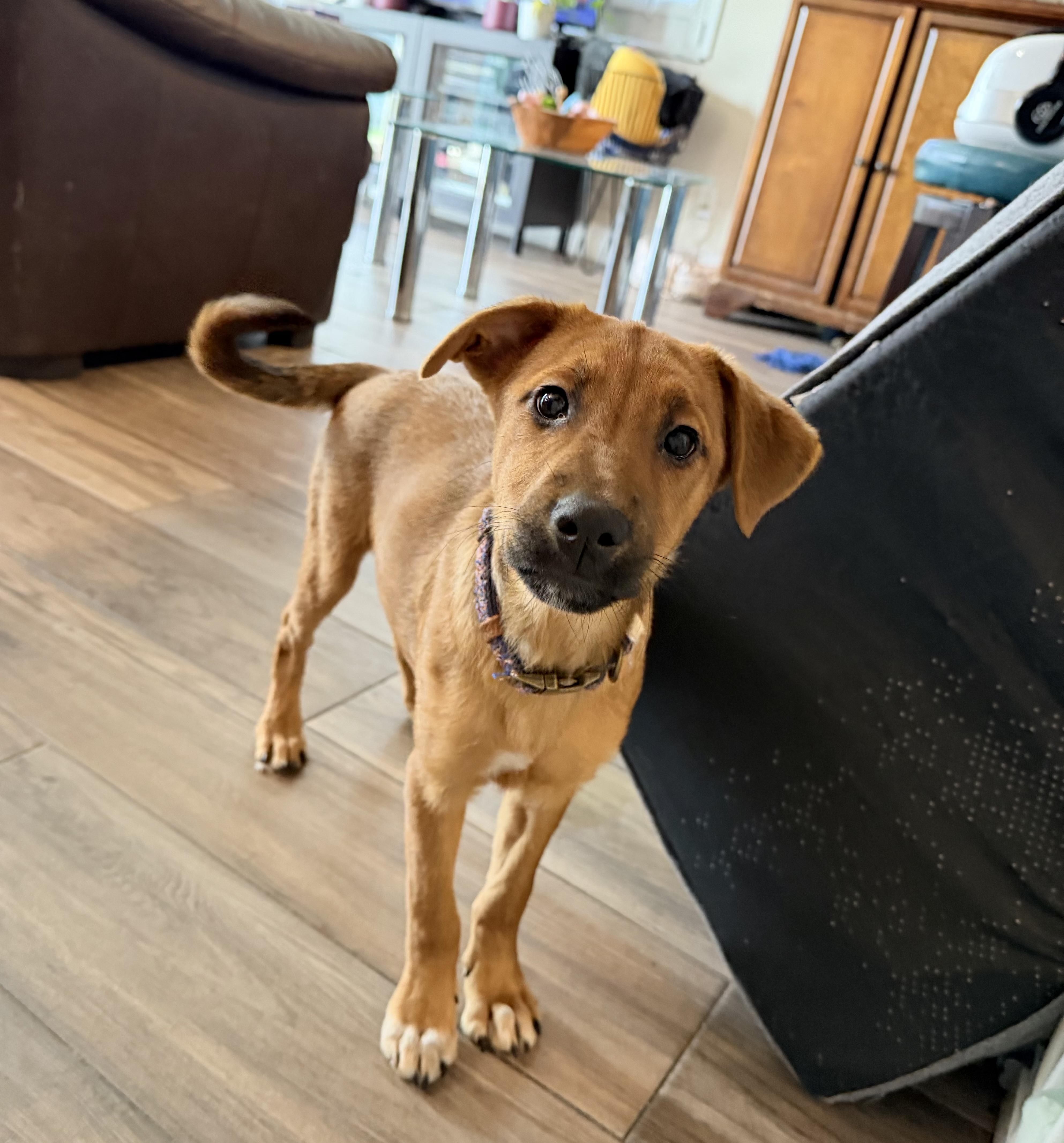 Delta, ADOPTABLE, Puppy Female German Shepherd Dog.