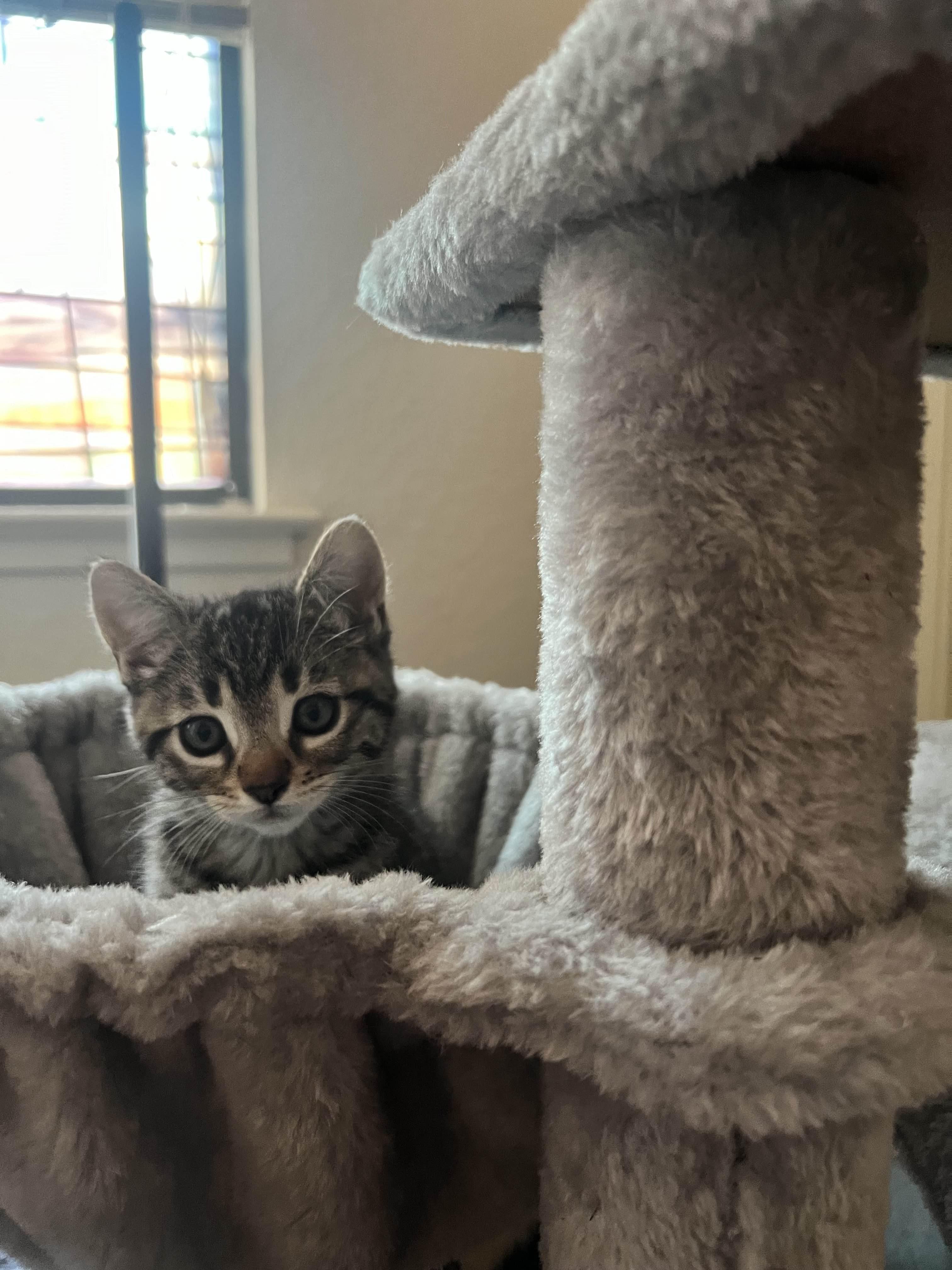 Cypress, a Adoptable Domestic Short Hair in Davis, CA image 4/4