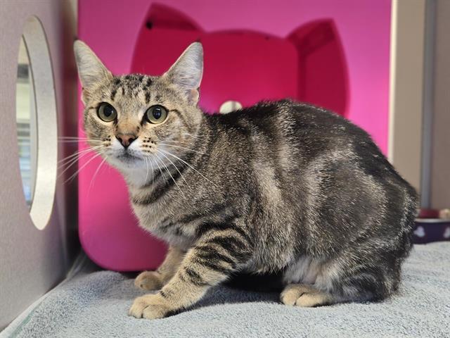 HUXLEY, Adoptable, Young Female Domestic Short Hair.