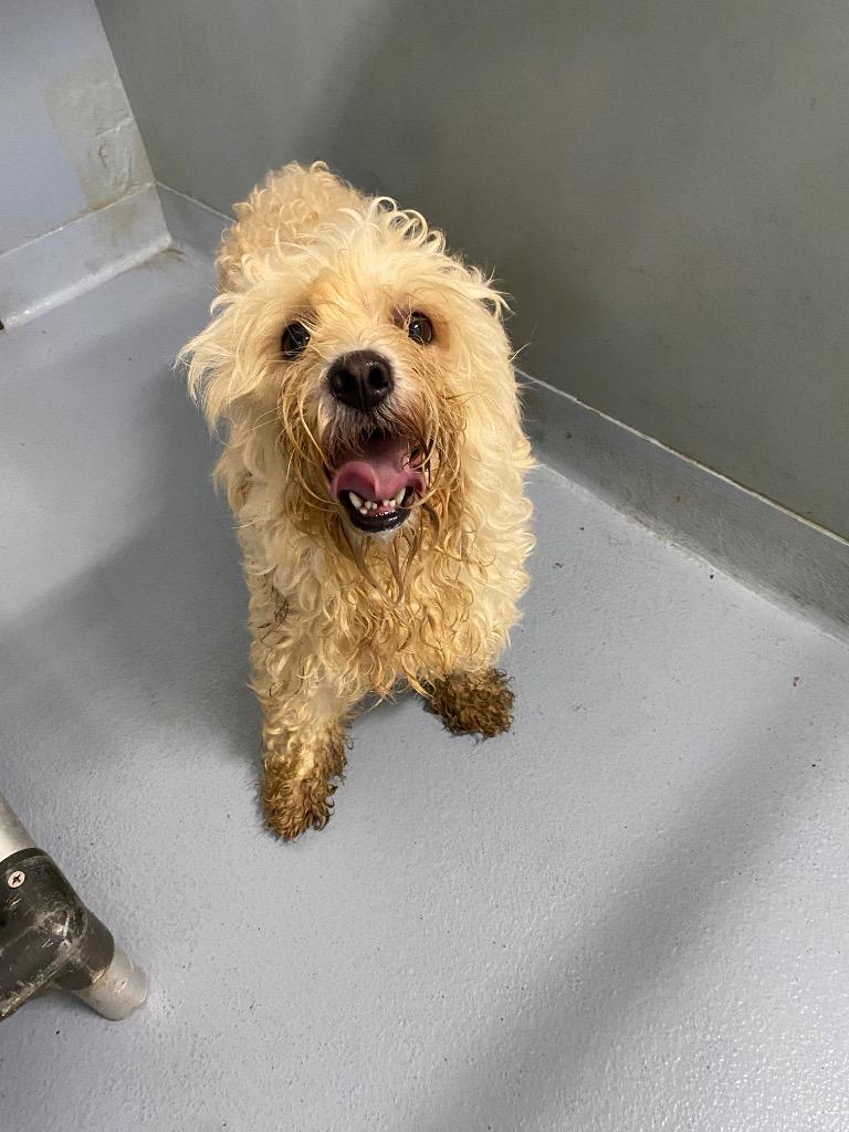 Mr. Hanky, Adoptable, Young Male Mixed Breed.