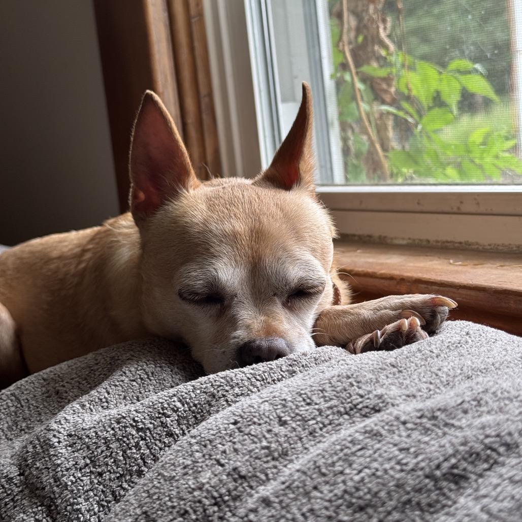Hawaiian Orchid, Adoptable, Senior Female Chihuahua & Mixed Breed.