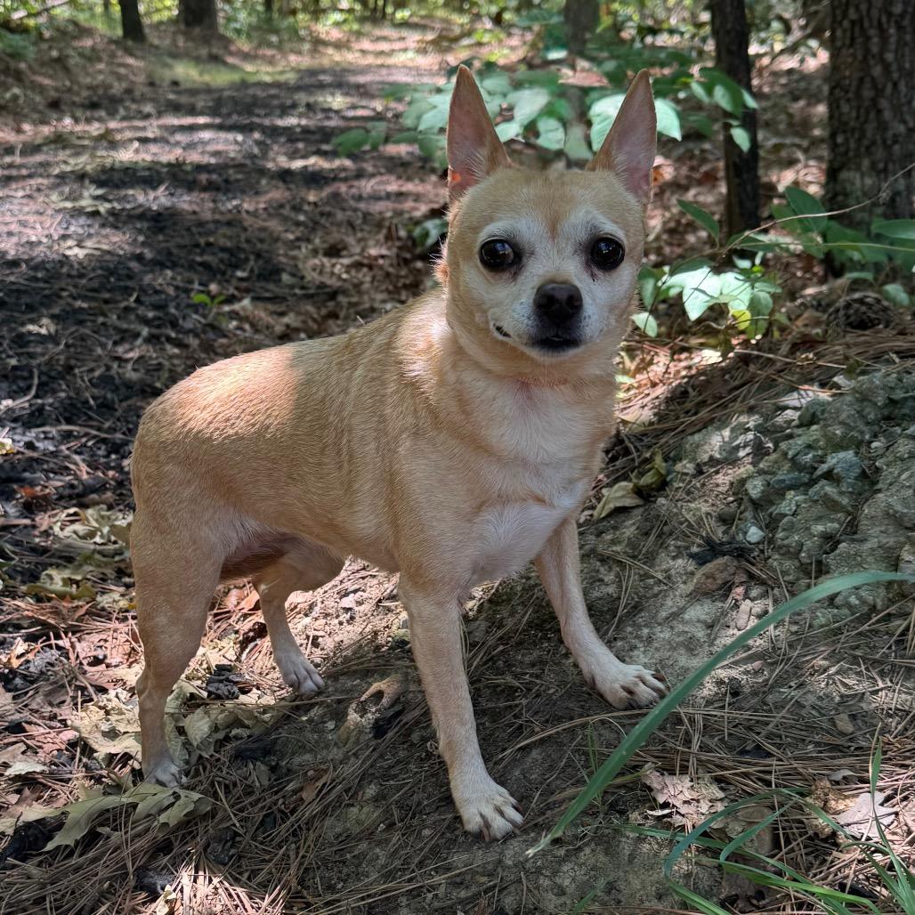 Enlarge Hawaiian Orchid, a Adoptable mixed breed in Fredericksburg, VA image 3/6