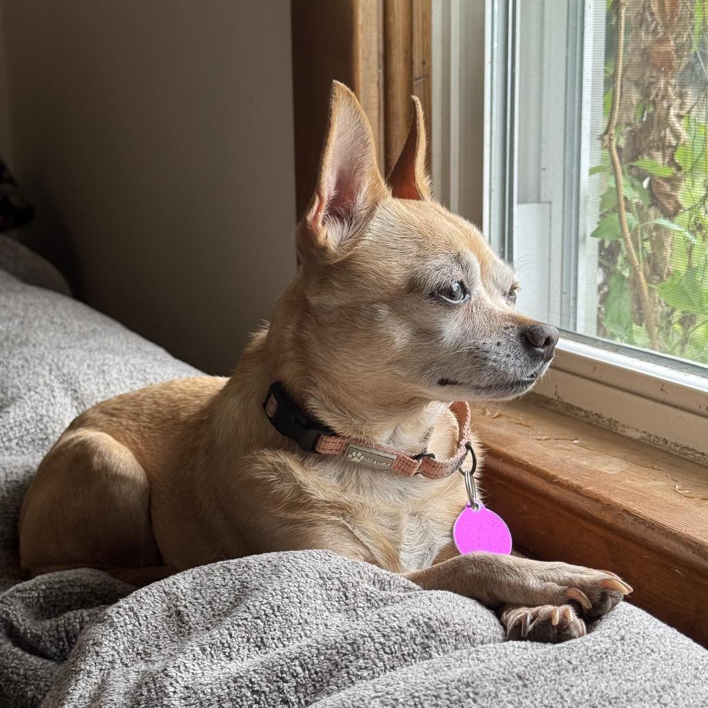 Enlarge Hawaiian Orchid, a Adoptable mixed breed in Fredericksburg, VA image 4/6