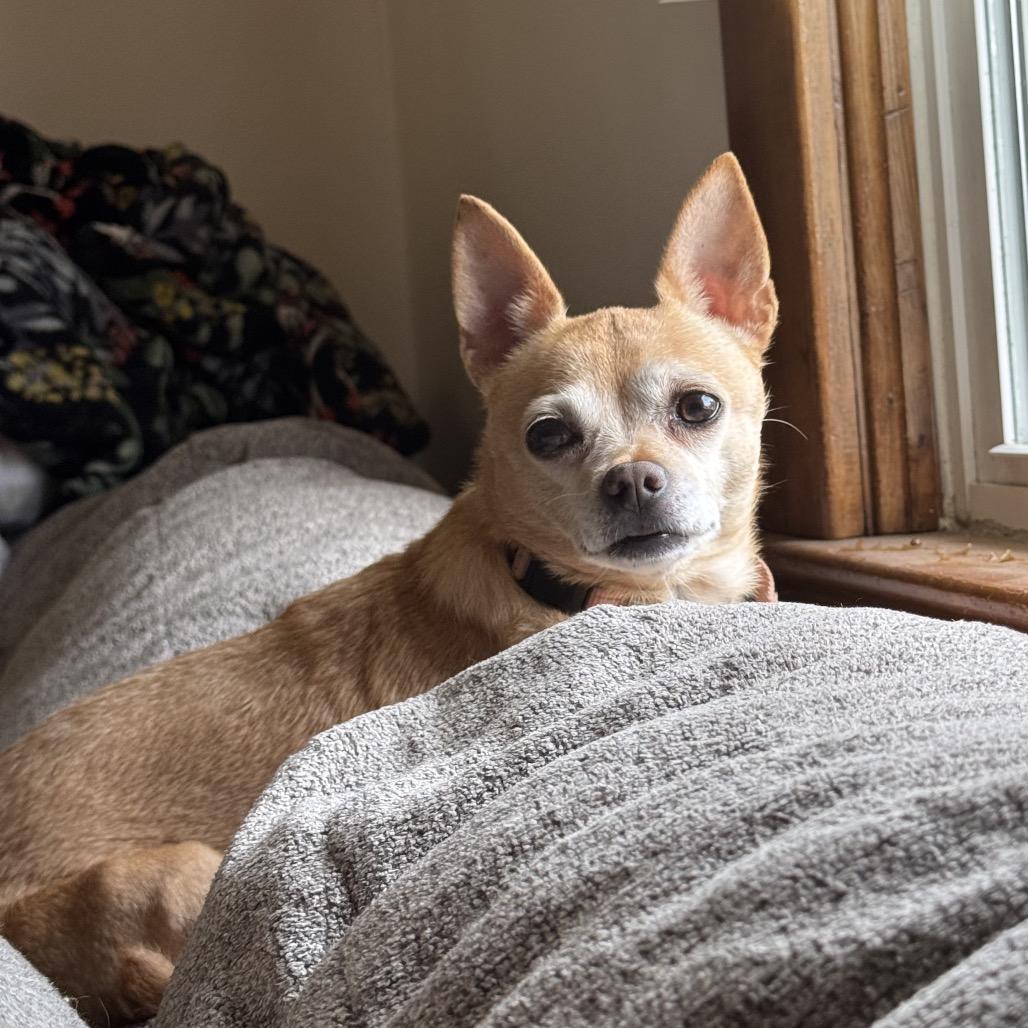 Enlarge Hawaiian Orchid, a Adoptable mixed breed in Fredericksburg, VA image 5/6