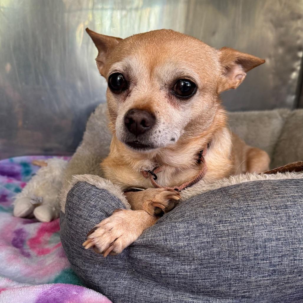Enlarge Hawaiian Orchid, a Adoptable mixed breed in Fredericksburg, VA image 6/6