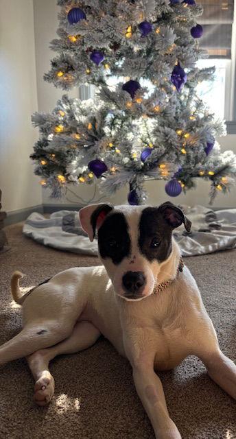 Enlarge Thanksgiving 2025: Sage Stuffing, a Adoptable Shiba Inu in Berwick, PA image 2/3