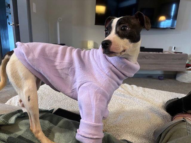 Thanksgiving : Sage Stuffing thumbnail 3