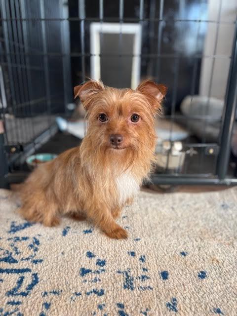 Chanel, an adopted mixed breed in Piedmont, OK image 2/3