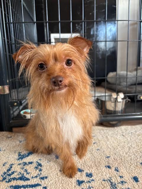 Chanel, an adopted mixed breed in Piedmont, OK image 3/3