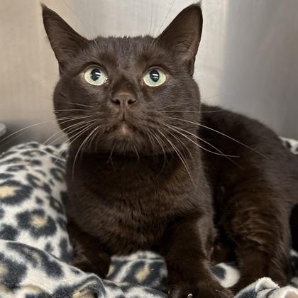 Enlarge Koda, a ADOPTABLE Domestic Short Hair in Worcester, MA image 1/2