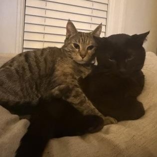 Enlarge Koda, a ADOPTABLE Domestic Short Hair in Worcester, MA image 2/2